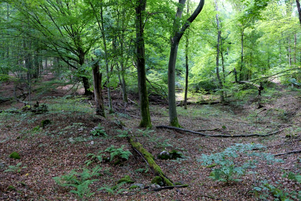 NSG Reichenbachtal 2020-08-18 15