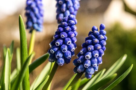 Blue grape garden