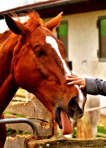 Cheeky stroke animal