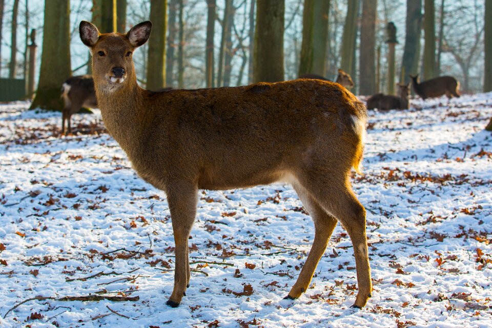 Wild roe deer forest animal