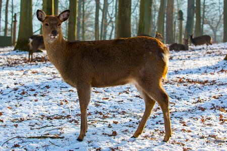 Wild roe deer forest animal