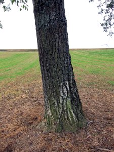 Nuss Urspringen, 1