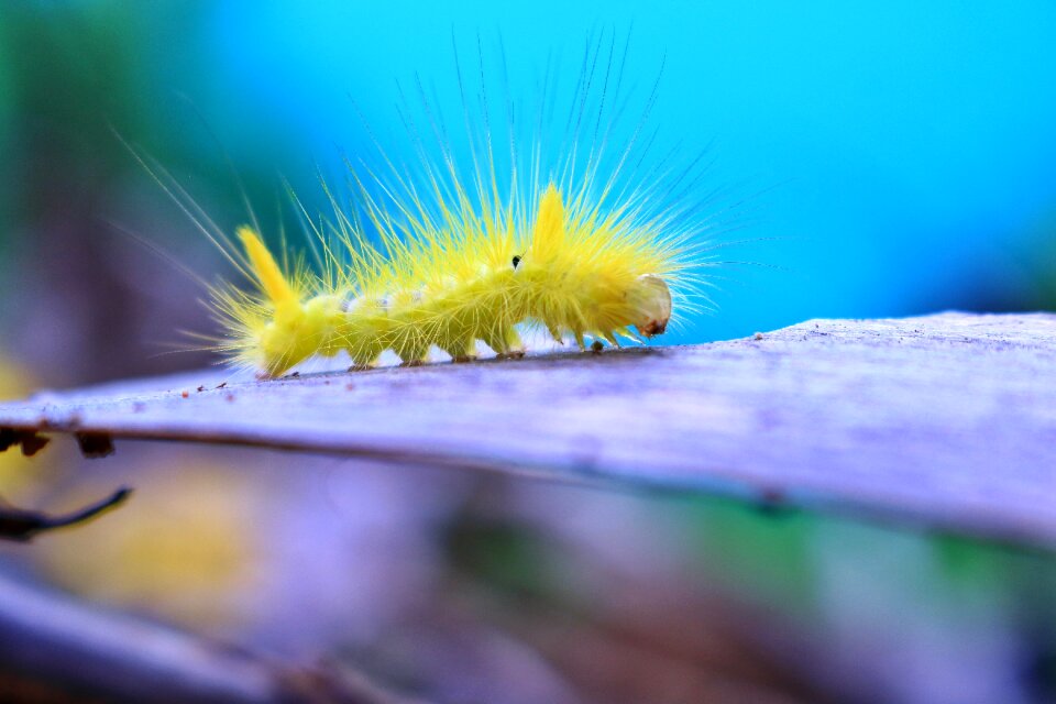 Bugs caterpillar vietnam