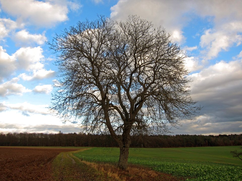 Nuss Wargolshausen, 2