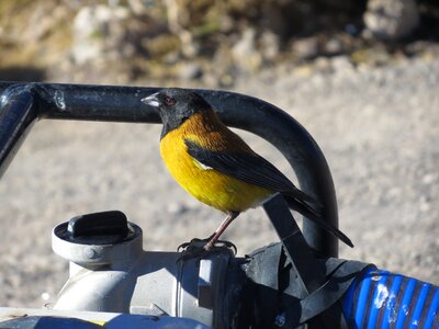 Cordillera yellow black