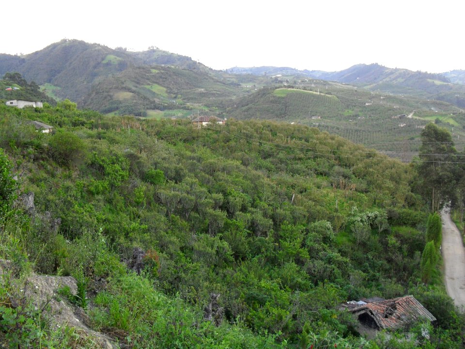 Nuevo Colon Parcela