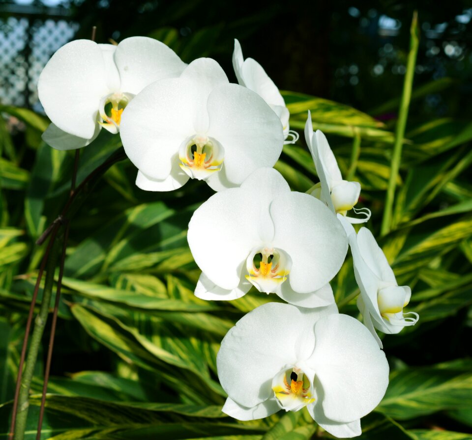 Botany nature plant