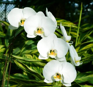 Botany nature plant