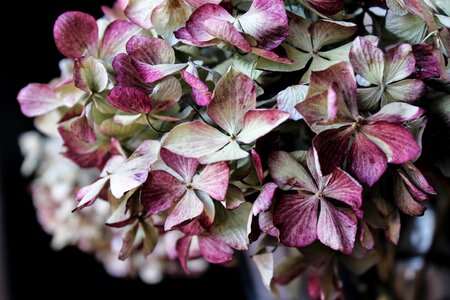 Pink green plant photo