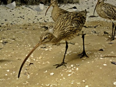 Numenius arquata (Eurasian Curlew) (stuffed), Ecomare, Texel, the Netherlands