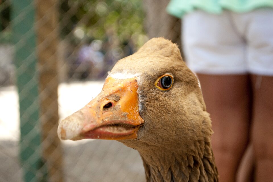 Animals birds animal