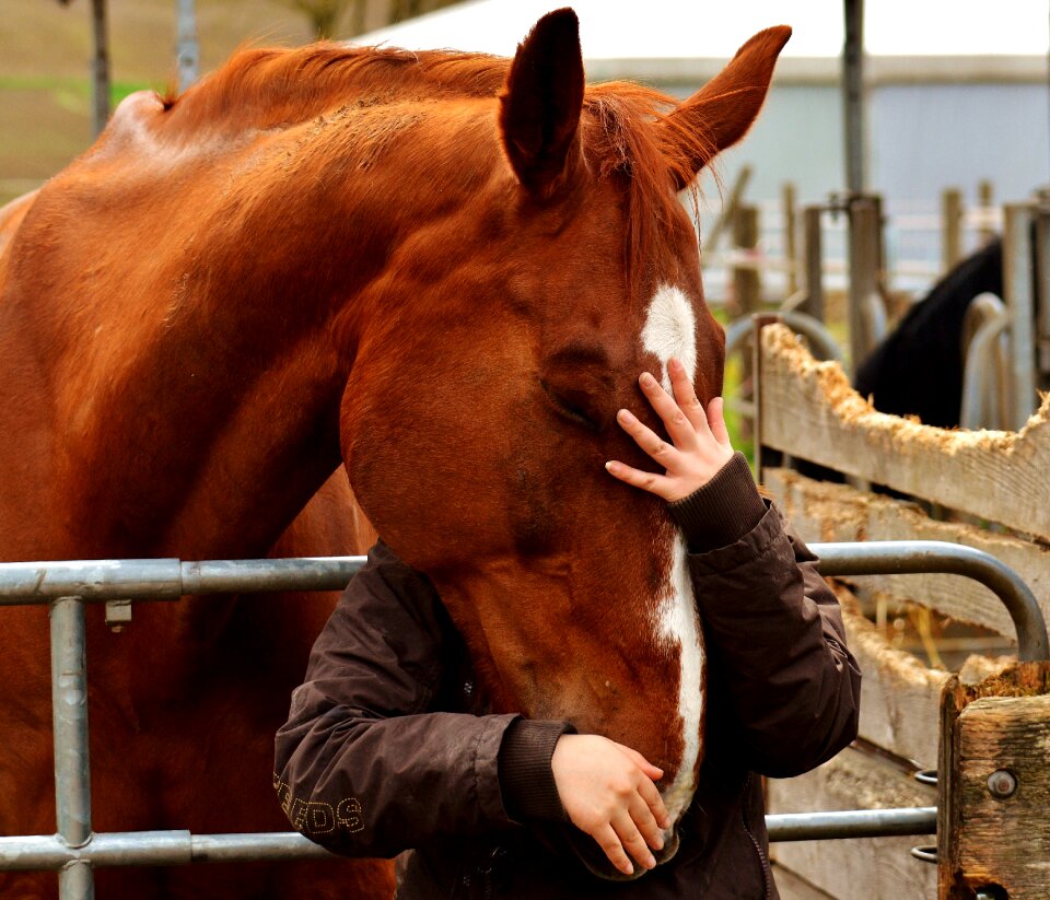 Connectedness horse girl