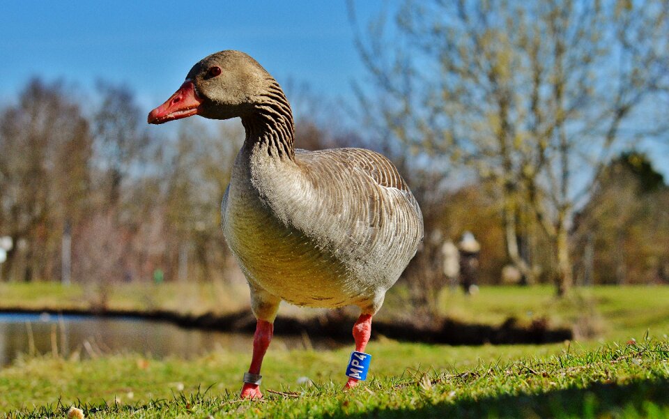 Water bird poultry bill