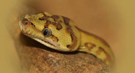 Reptile animal constrictor