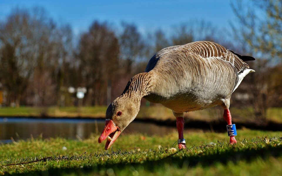 Eat bread water bird