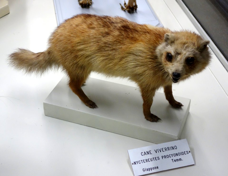 Nyctereutes procyonoides - Museo Civico di Storia Naturale Giacomo Doria - Genoa, Italy - DSC02598
