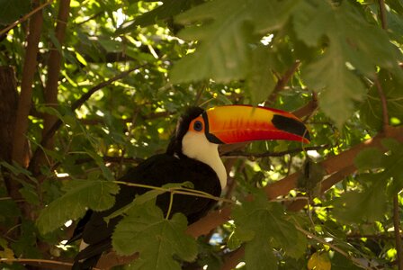 Toucan nature zoo