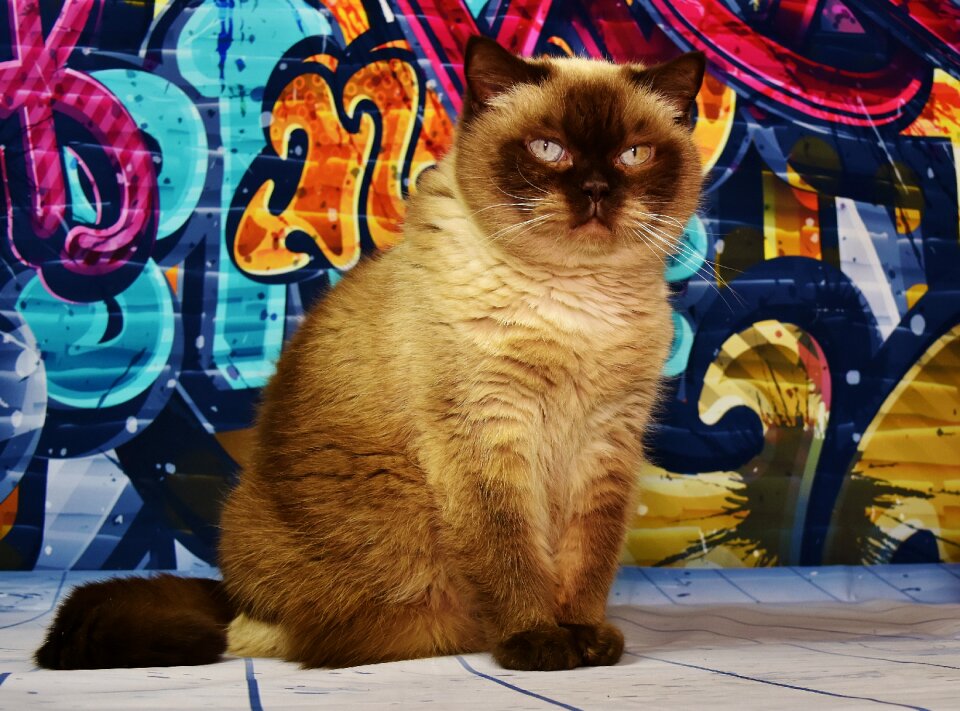 Fur animal world animal portrait