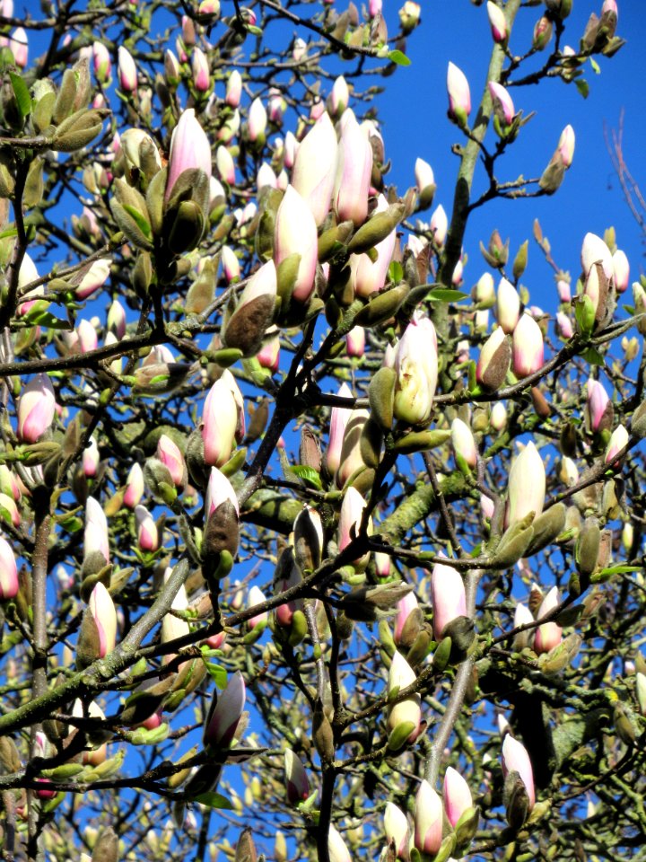 Nymans, March 2020 2