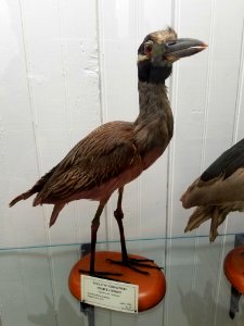 Nyctanassa violacea - Pember Library and Museum - Granville, New York - 20180224 143153