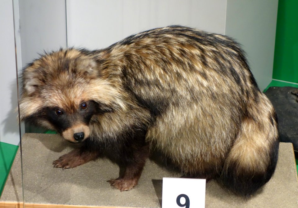 Nyctereutes procyonoides - Senckenberg Naturhistorische Sammlungen Dresden - DSC08205