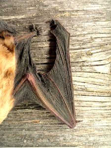 Nyctalus noctula (wing) - Finnish Museum of Natural History - DSC04578