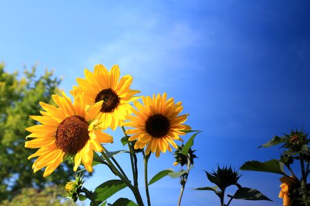 Flower sunflower bloom