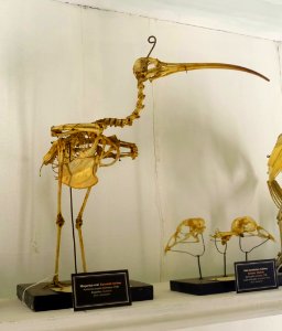 Numenius arquata skeleton - Museu da Ciência da Universidade de Coimbra - University of Coimbra - Coimbra, Portugal - DSC09214