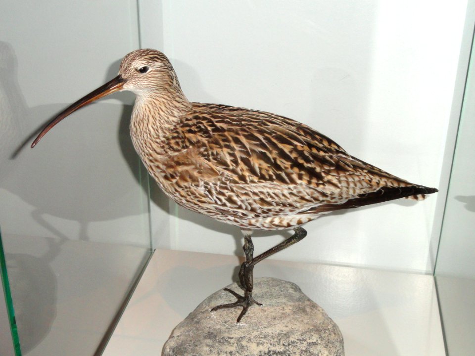 Numenius arquata - Finnish Museum of Natural History - DSC04585