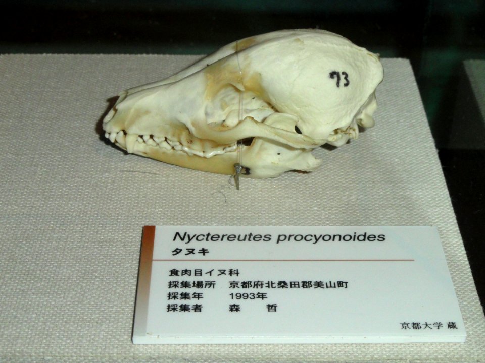 Nyctereutes procyonoides skull - Kyoto University Museum - DSC06443