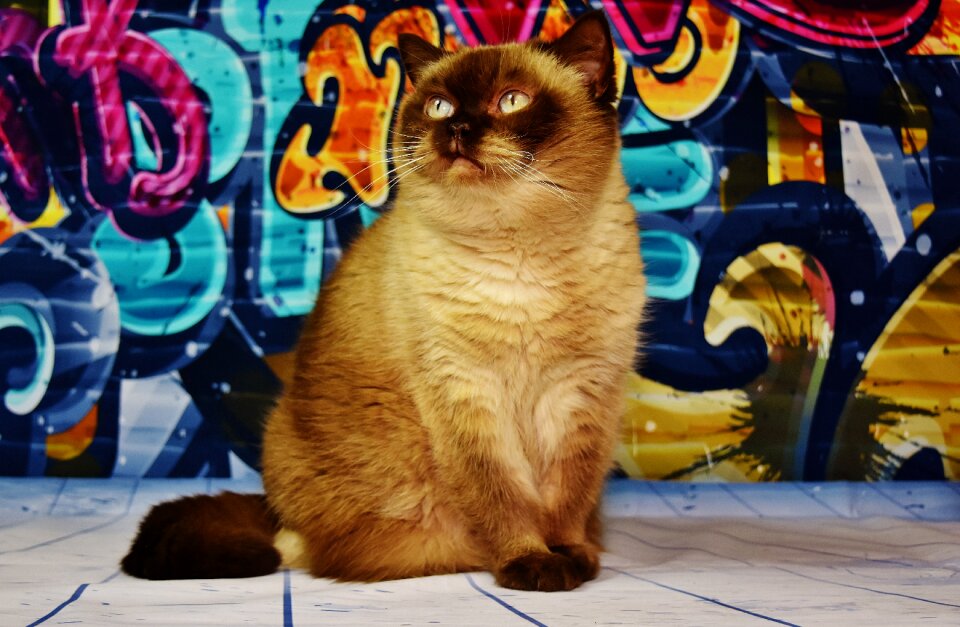 Beige thoroughbred domestic cat