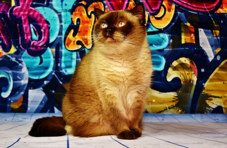 Beige thoroughbred domestic cat