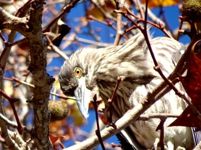 Nycticorax nycticorax 56896183