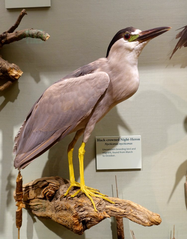 Nycticorax nycticorax - National Museum of Natural History, United States - DSC00391