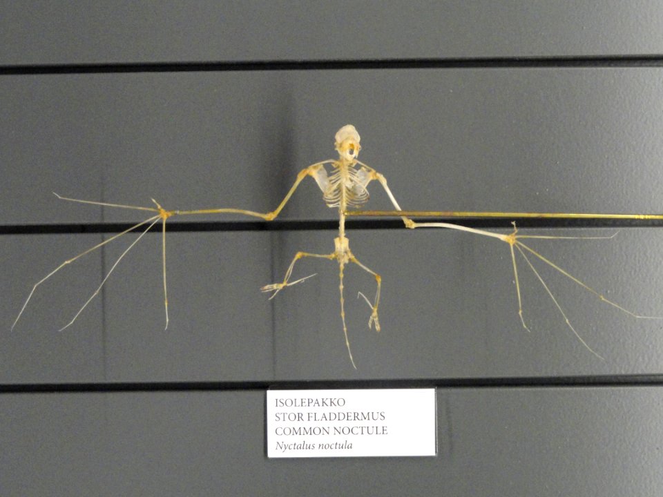 Nyctalus noctula skeleton - Finnish Museum of Natural History - DSC04534