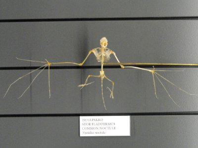 Nyctalus noctula skeleton - Finnish Museum of Natural History - DSC04534