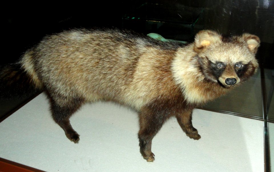 Nyctereutes procyonoides - Kyoto University Museum - DSC06444