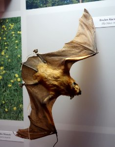 Nyctalus noctula - Senckenberg Naturhistorische Sammlungen Dresden - DSC08215