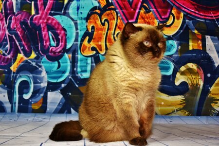 Beige thoroughbred domestic cat