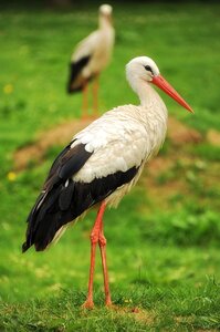 Nature meadow animal