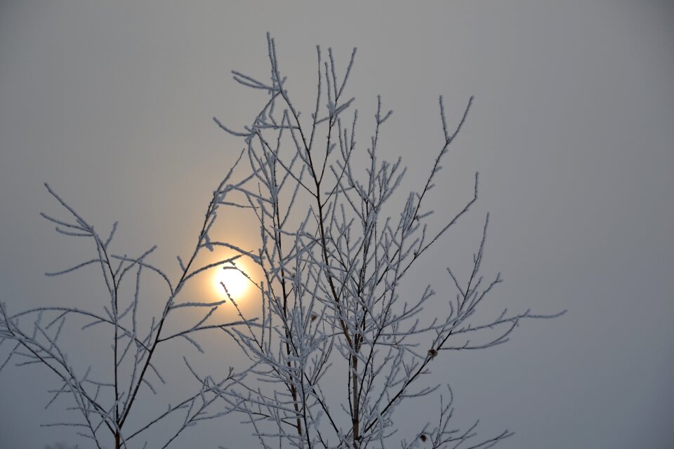 Dim fine snow tree