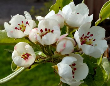 Oberösterreichische Weinbirne Blüte a 042016