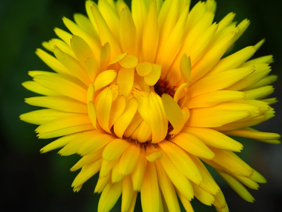 Yellow marigold garden