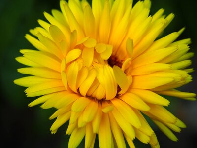 Yellow marigold garden