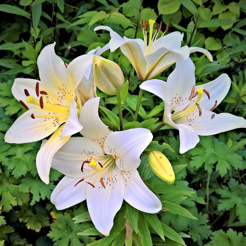 Royal lily high growing early