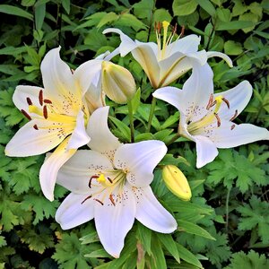 Royal lily high growing early