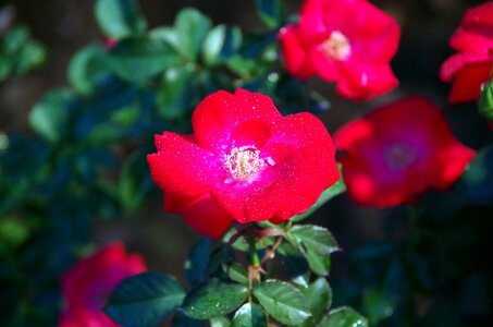 Red flowers flowers red