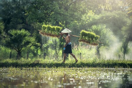 Asia cambodia grain
