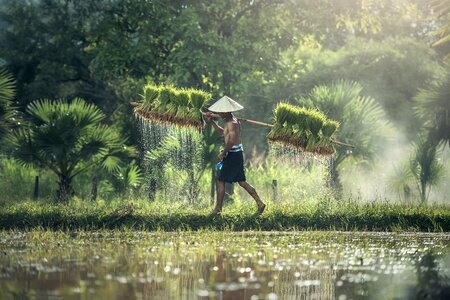 Asia cambodia grain photo