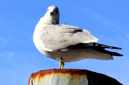 NYC Möwe